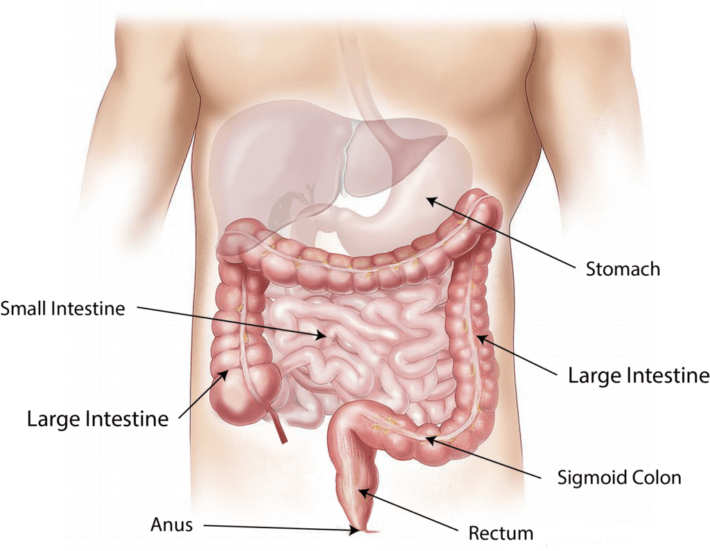 Colon-Hydro-Therapie